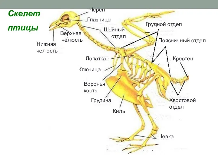 Скелет птицы Череп Глазницы Верхняя челюсть Нижняя челюсть Грудной отдел Поясничный