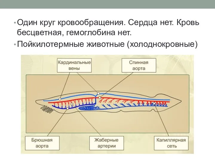 Один круг кровообращения. Сердца нет. Кровь бесцветная, гемоглобина нет. Пойкилотермные животные (холоднокровные)