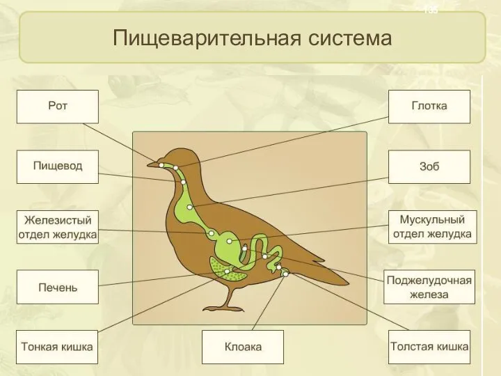 Пищеварительная система