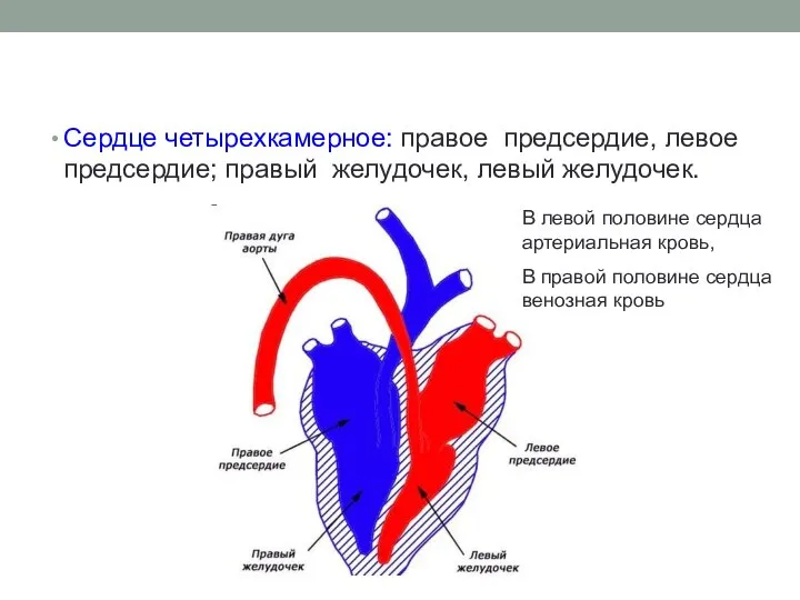 Сердце четырехкамерное: правое предсердие, левое предсердие; правый желудочек, левый желудочек. В