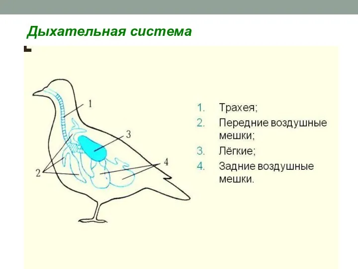 Дыхательная система