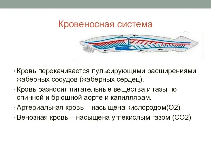 Кровеносная система Кровь перекачивается пульсирующими расширениями жаберных сосудов (жаберных сердец). Кровь