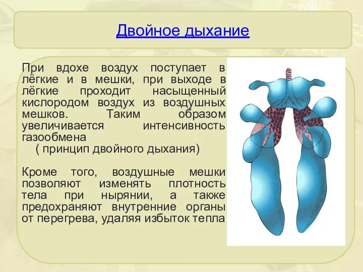 Двойное дыхание При вдохе воздух поступает в лёгкие и в мешки,