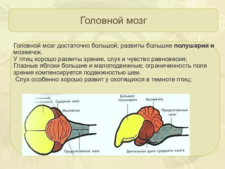 Головной мозг Головной мозг достаточно большой, развиты большие полушария и мозжечок.