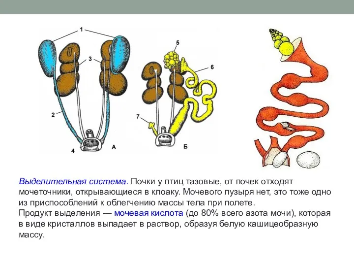 Выделительная система. Почки у птиц тазовые, от почек отходят мочеточники, открывающиеся