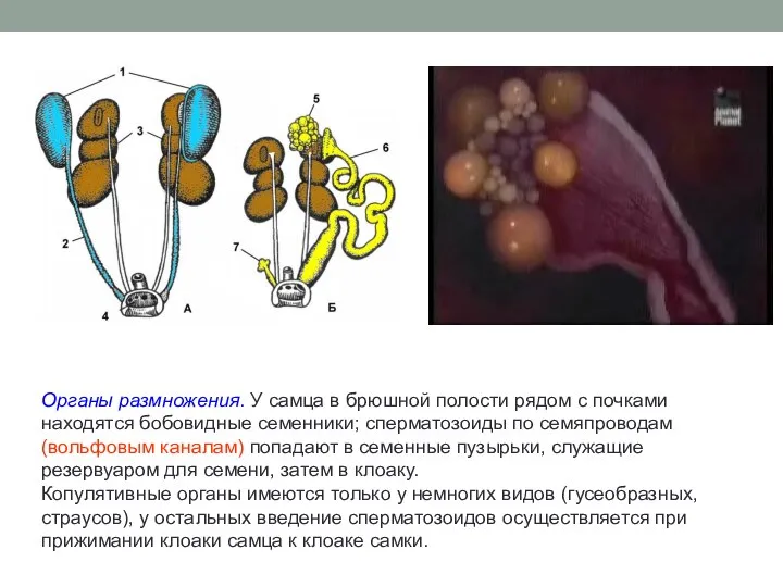 Органы размножения. У самца в брюшной полости рядом с почками находятся