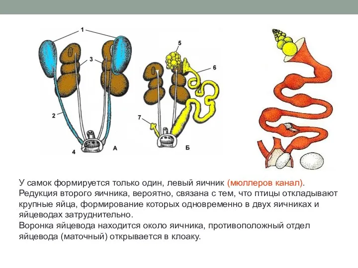 У самок формируется только один, левый яичник (мюллеров канал). Редукция второго