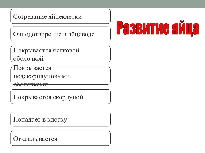 Развитие яйца Созревание яйцеклетки Оплодотворение в яйцеводе Покрывается белковой оболочкой Покрывается