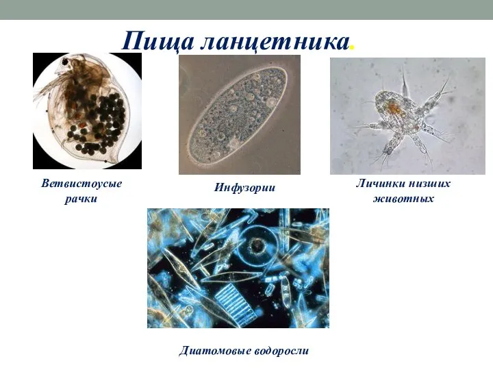 Пища ланцетника. Ветвистоусые рачки Инфузории Личинки низших животных Диатомовые водоросли