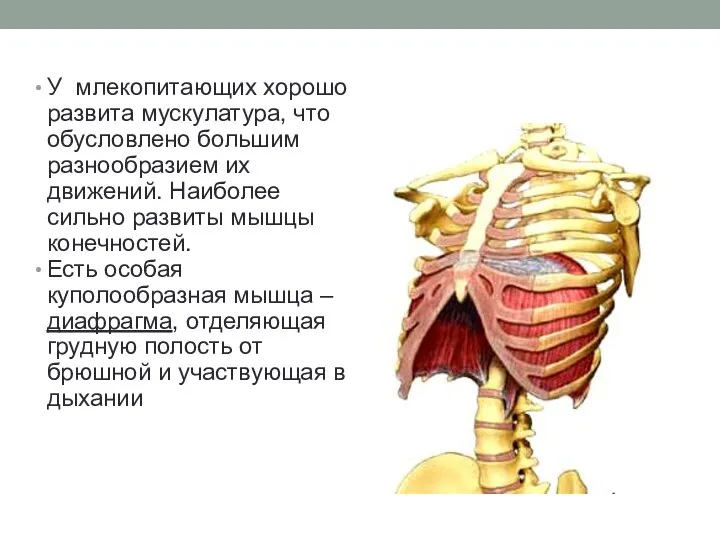 У млекопитающих хорошо развита мускулатура, что обусловлено большим разнообразием их движений.