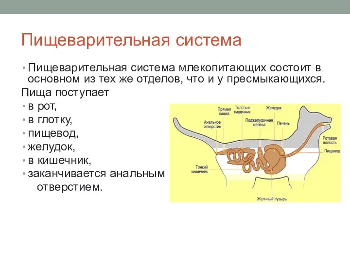 Пищеварительная система Пищеварительная система млекопитающих состоит в основном из тех же