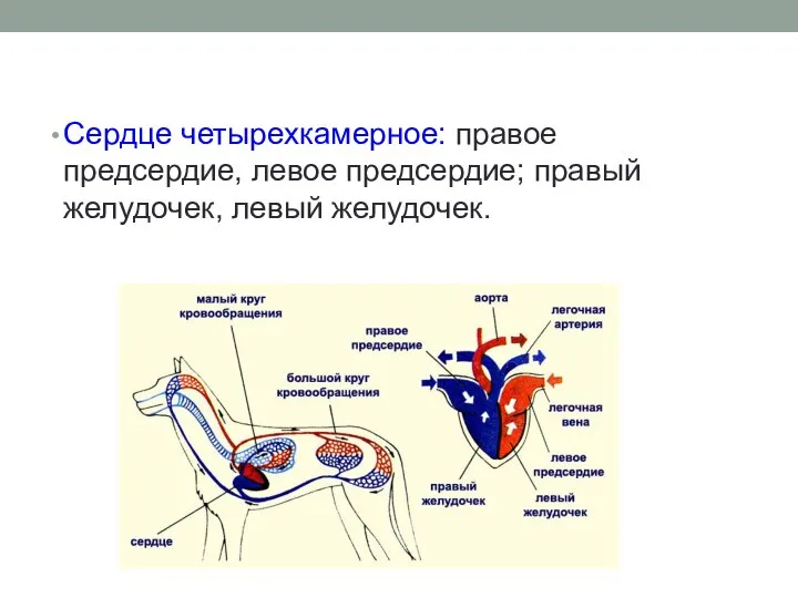 Сердце четырехкамерное: правое предсердие, левое предсердие; правый желудочек, левый желудочек.