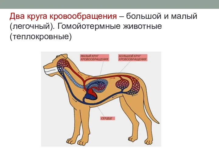 Два круга кровообращения – большой и малый (легочный). Гомойотермные животные (теплокровные)