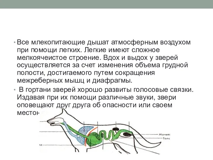 Все млекопитающие дышат атмосферным воздухом при помощи легких. Легкие имеют сложное