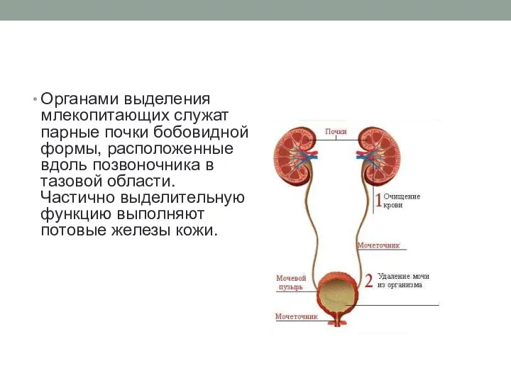 Органами выделения млекопитающих служат парные почки бобовидной формы, расположенные вдоль позвоночника