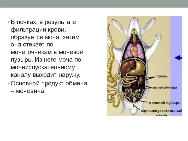 В почках, в результате фильтрации крови, образуется моча, затем она стекает