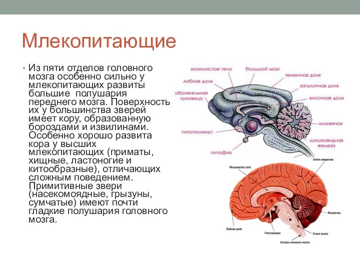 Млекопитающие Из пяти отделов головного мозга особенно сильно у млекопитающих развиты