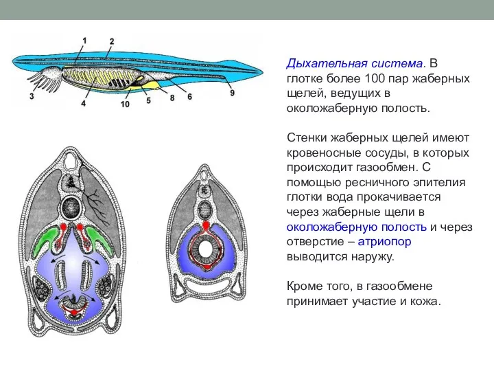 Дыхательная система. В глотке более 100 пар жаберных щелей, ведущих в
