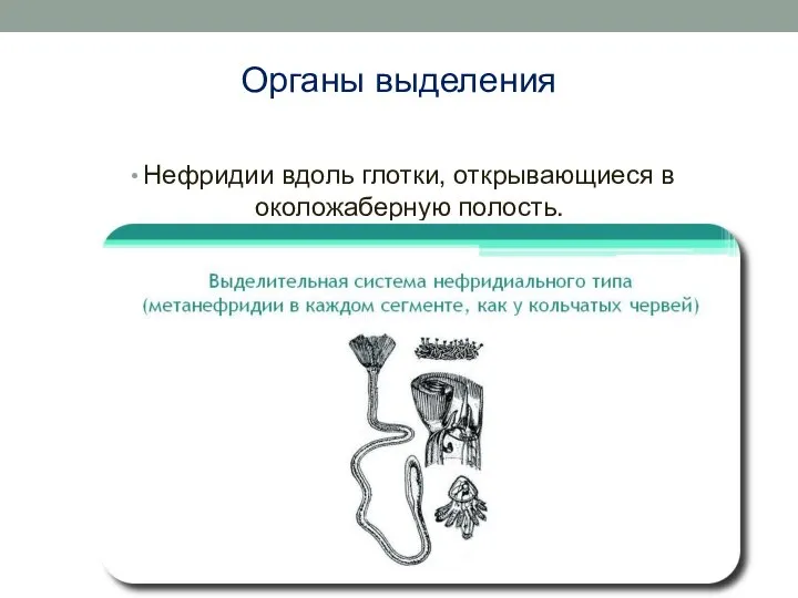 Органы выделения Нефридии вдоль глотки, открывающиеся в околожаберную полость.