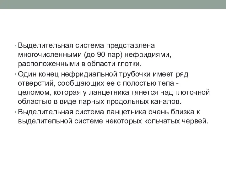 Выделительная система представлена многочисленными (до 90 пар) нефридиями, расположенными в области