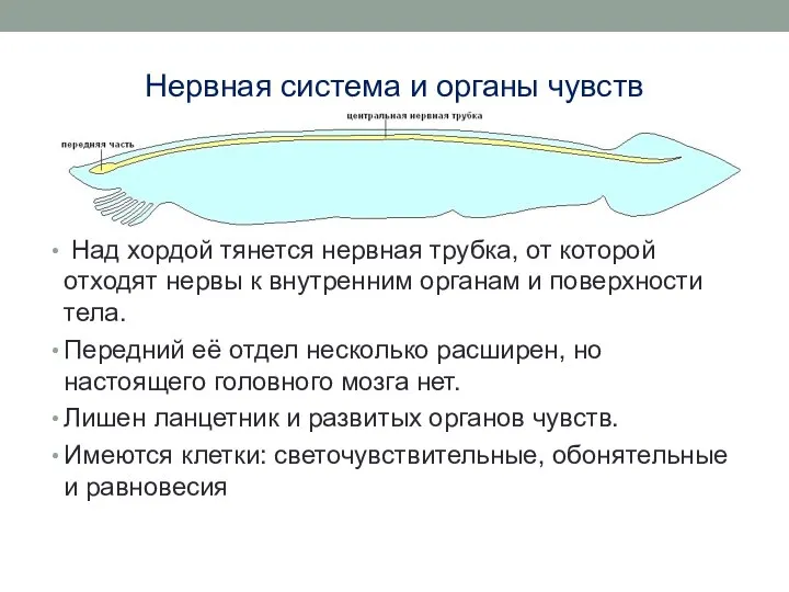 Нервная система и органы чувств Над хордой тянется нервная трубка, от