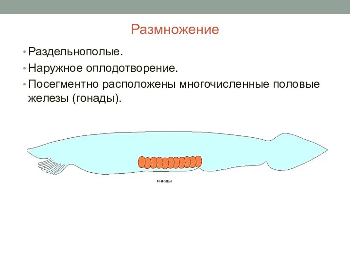 Размножение Раздельнополые. Наружное оплодотворение. Посегментно расположены многочисленные половые железы (гонады).