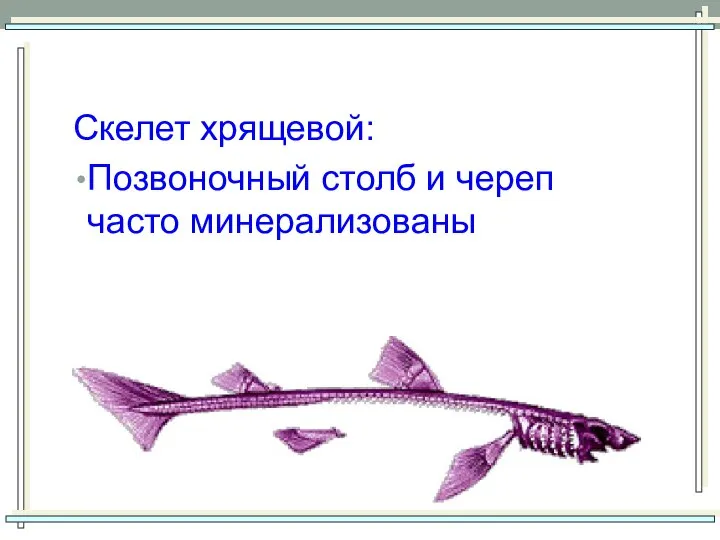 Скелет хрящевой: Позвоночный столб и череп часто минерализованы