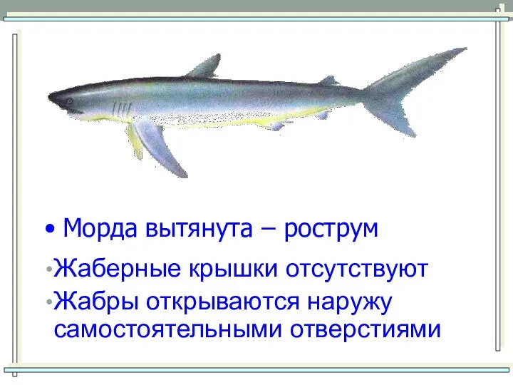 Жаберные крышки отсутствуют Жабры открываются наружу самостоятельными отверстиями Морда вытянута – рострум