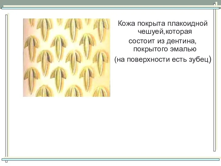 Кожа покрыта плакоидной чешуей,которая состоит из дентина, покрытого эмалью (на поверхности есть зубец)