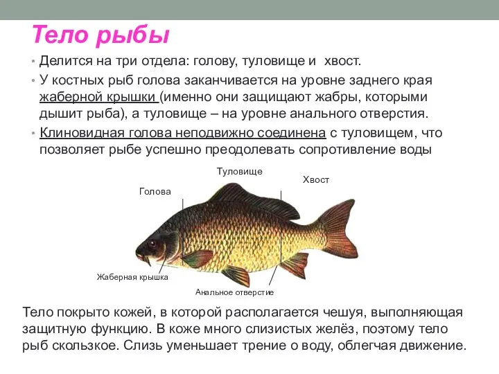 Тело рыбы Делится на три отдела: голову, туловище и хвост. У
