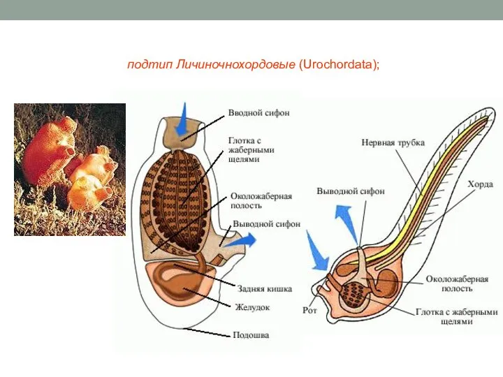 подтип Личиночнохордовые (Urochordata);