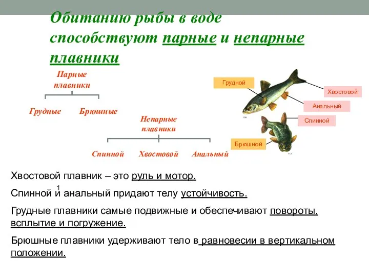 Обитанию рыбы в воде способствуют парные и непарные плавники 1 Хвостовой