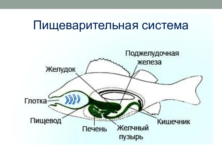 Пищеварительная система