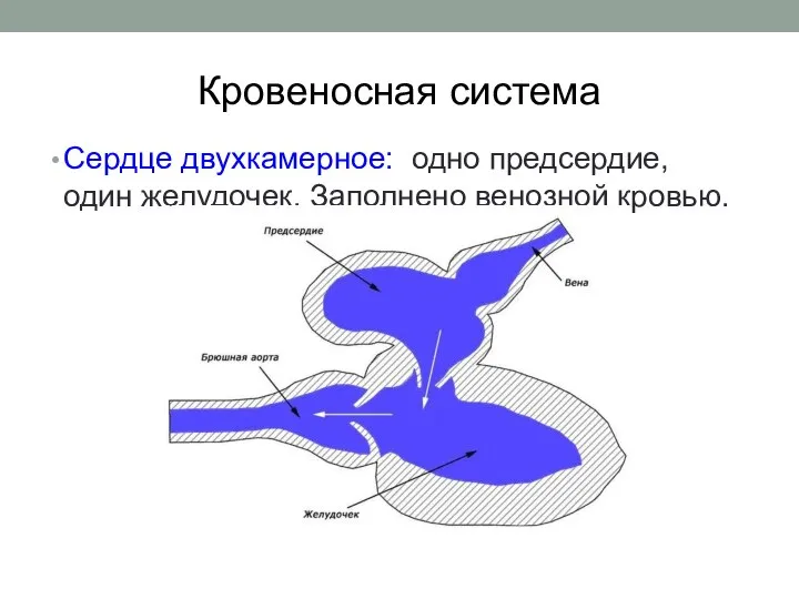 Кровеносная система Сердце двухкамерное: одно предсердие, один желудочек. Заполнено венозной кровью.