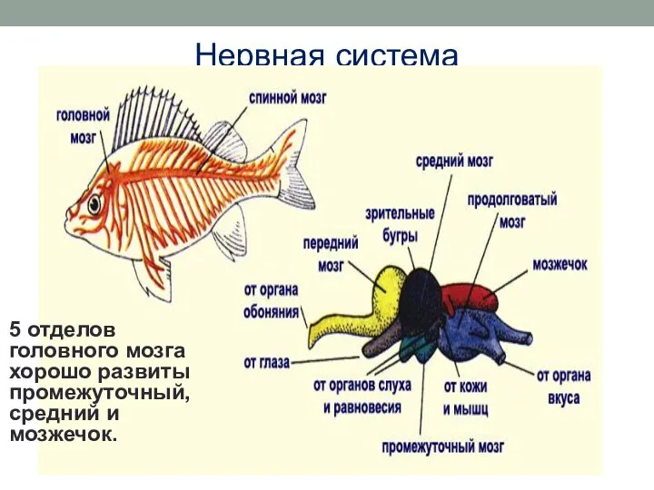 Нервная система 5 отделов головного мозга хорошо развиты промежуточный, средний и мозжечок.