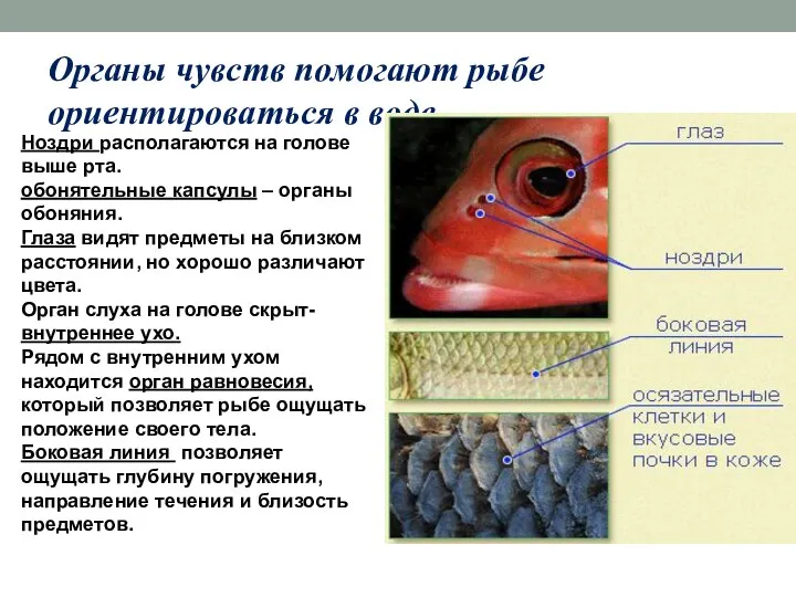 Органы чувств помогают рыбе ориентироваться в воде Ноздри Глаза Боковая линия