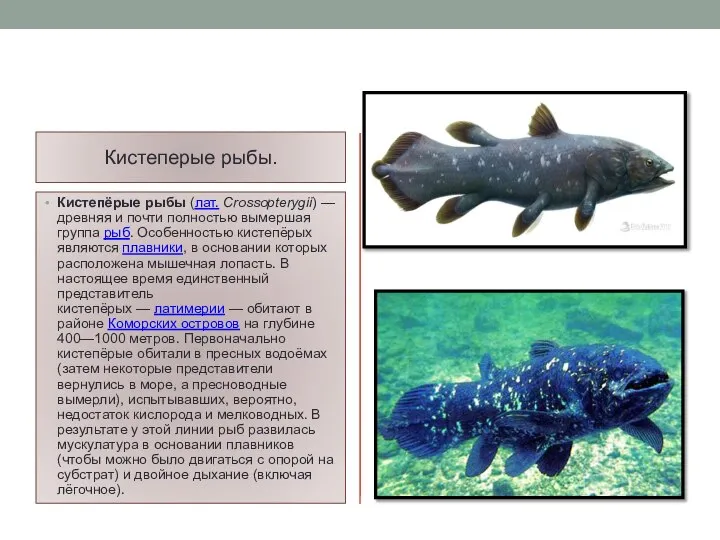 Кистеперые рыбы. Кистепёрые рыбы (лат. Crossopterygii) —древняя и почти полностью вымершая