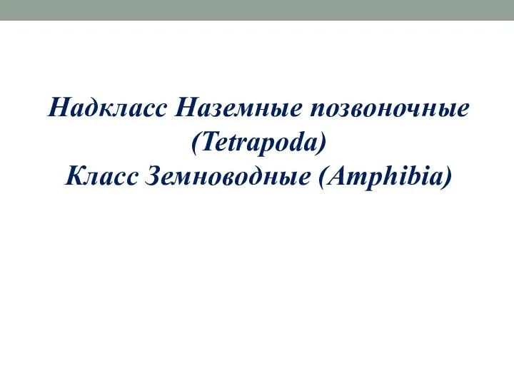 Надкласс Наземные позвоночные (Tetrapoda) Класс Земноводные (Amphibia)