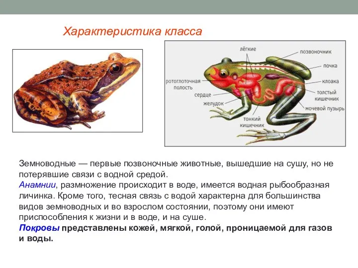 Характеристика класса Земноводные — первые позвоночные животные, вышедшие на сушу, но