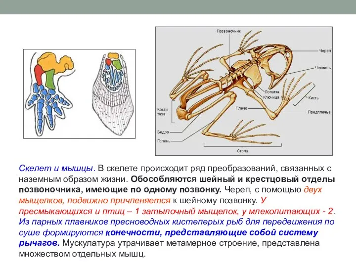 Скелет и мышцы. В скелете происходит ряд преобразований, связанных с наземным