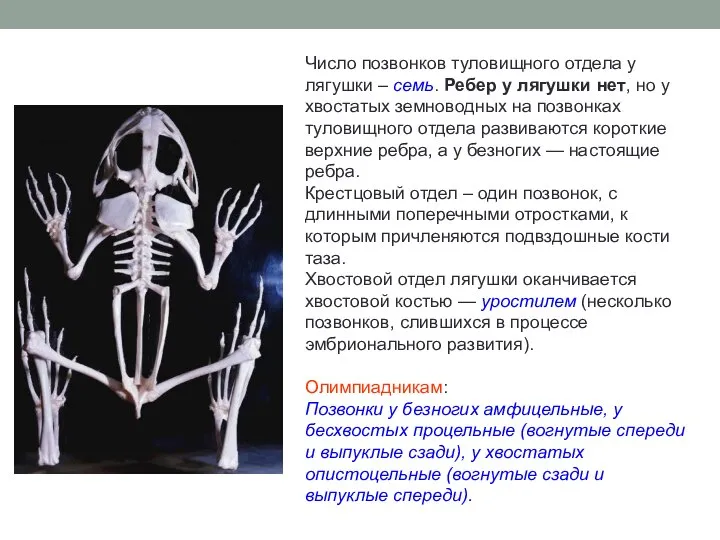 Число позвонков туловищного отдела у лягушки – семь. Ребер у лягушки