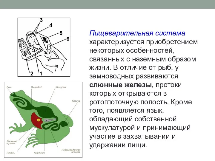 Пищеварительная система характеризуется приобретением некоторых особенностей, связанных с наземным образом жизни.