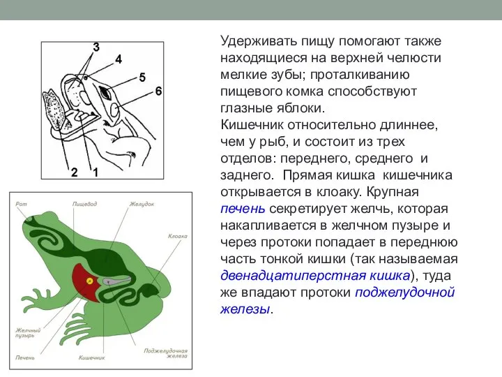 Удерживать пищу помогают также находящиеся на верхней челюсти мелкие зубы; проталкиванию