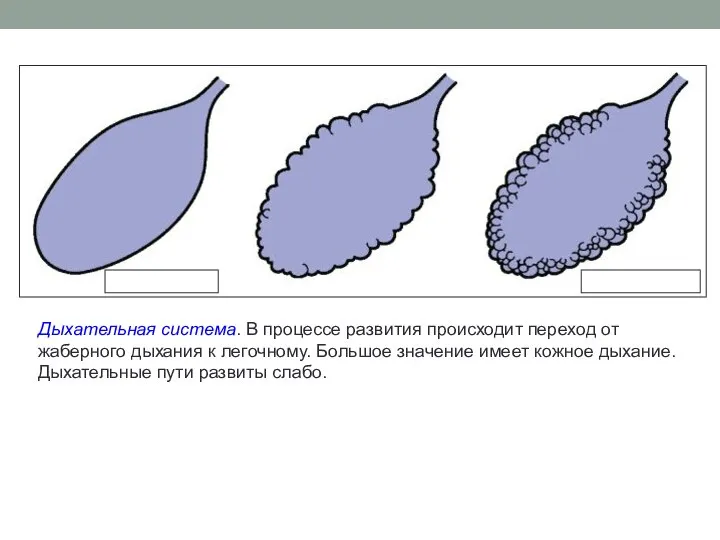 Дыхательная система. В процессе развития происходит переход от жаберного дыхания к