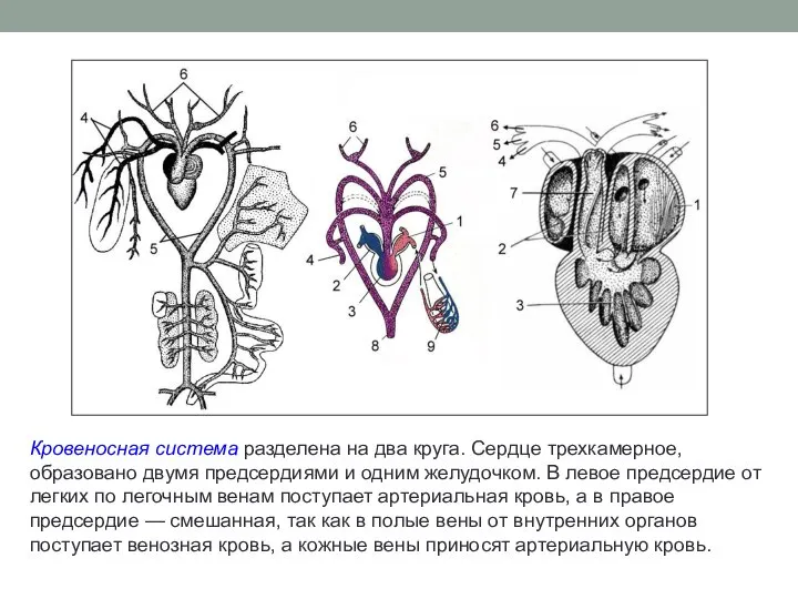 Кровеносная система разделена на два круга. Сердце трехкамерное, образовано двумя предсердиями