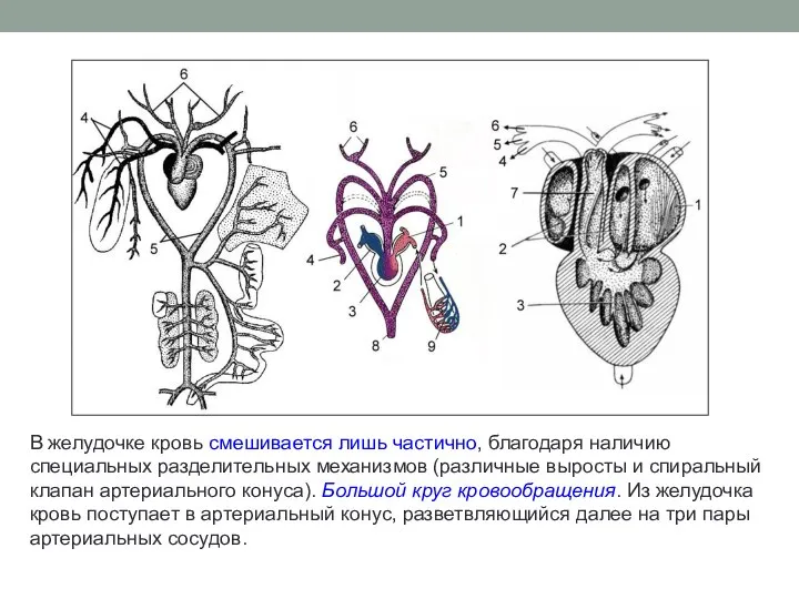 В желудочке кровь смешивается лишь частично, благодаря наличию специальных разделительных механизмов