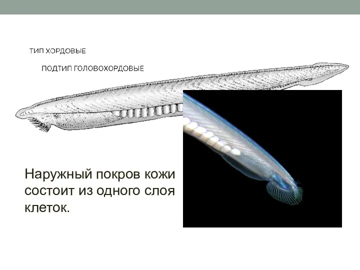 Наружный покров кожи состоит из одного слоя клеток.