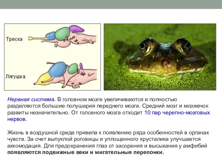 Нервная система. В головном мозге увеличиваются и полностью разделяются большие полушария