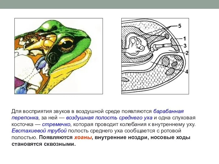 Для восприятия звуков в воздушной среде появляются барабанная перепонка, за ней