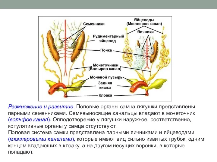 Размножение и развитие. Половые органы самца лягушки представлены парными семенниками. Семявыносящие